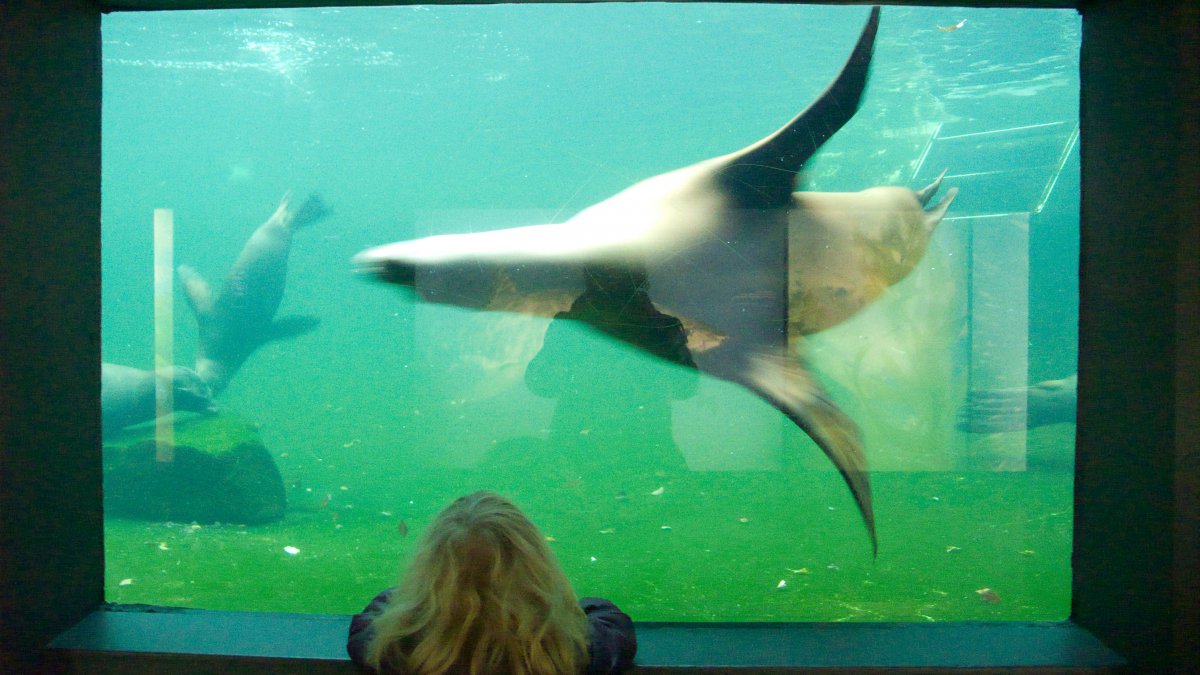 Zeehondjes #02