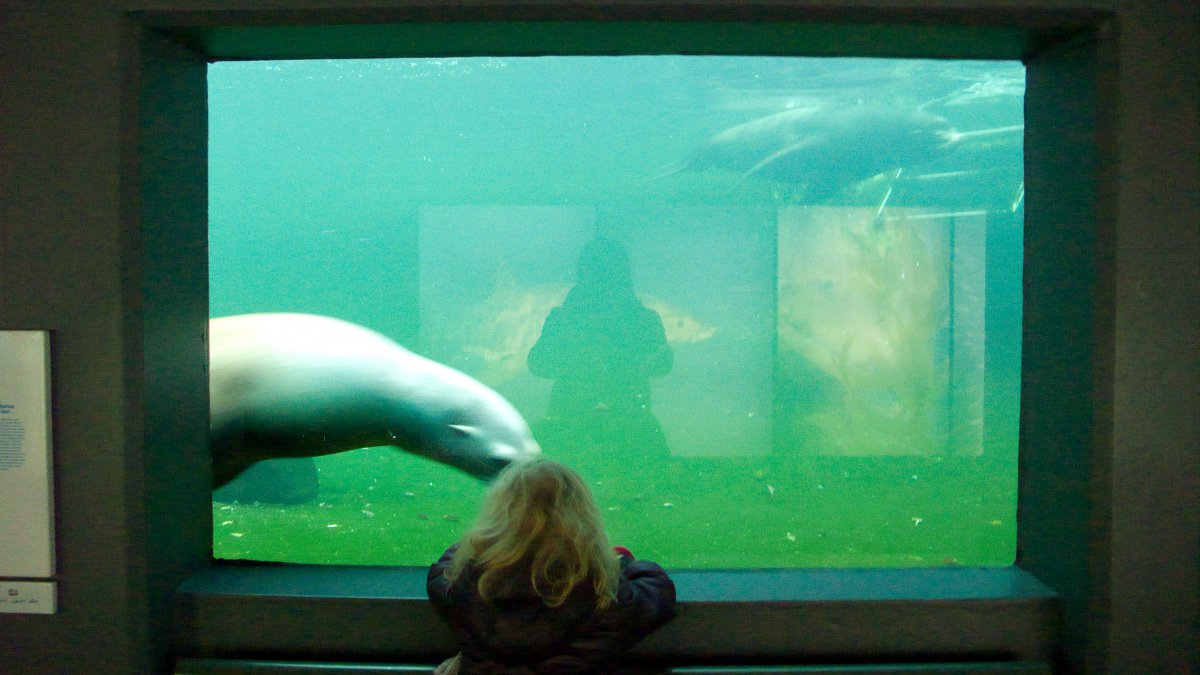 Zeehondjes #03