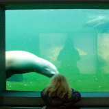 Zeehondjes #03
