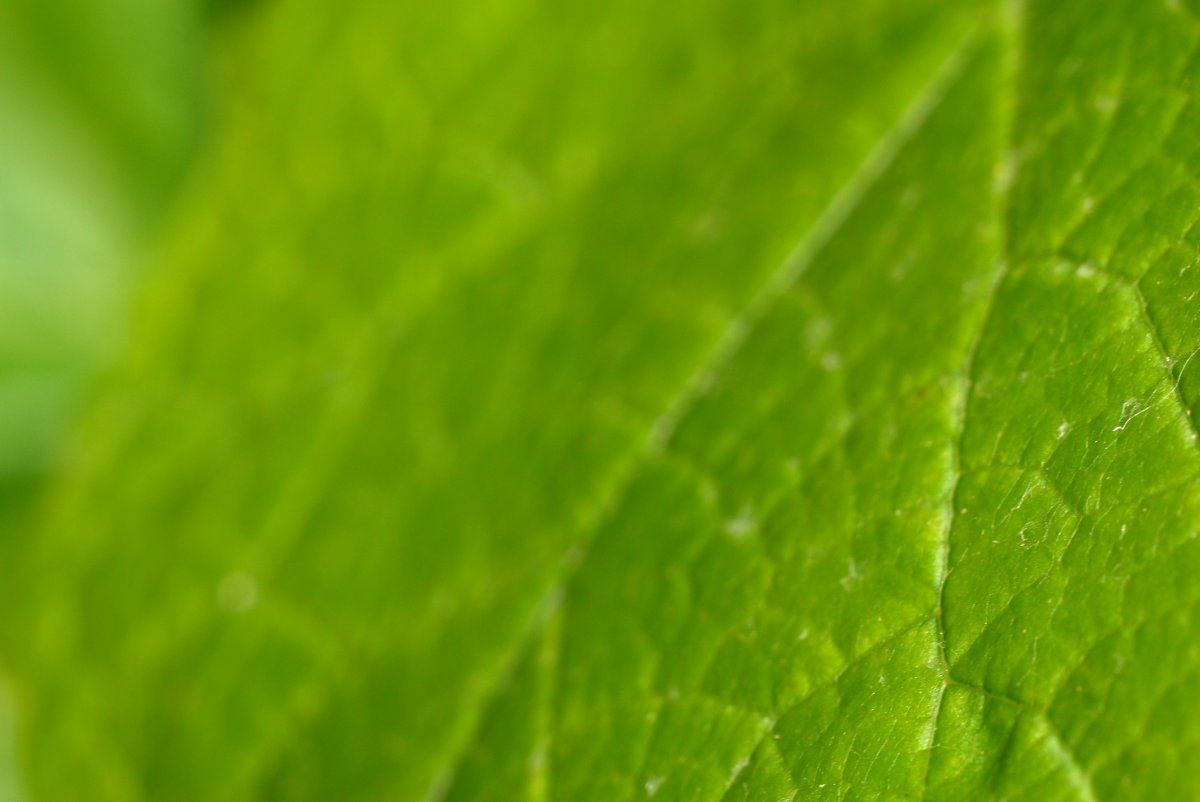 druif-2012070111-37-37