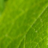 druif-2012070111-37-37