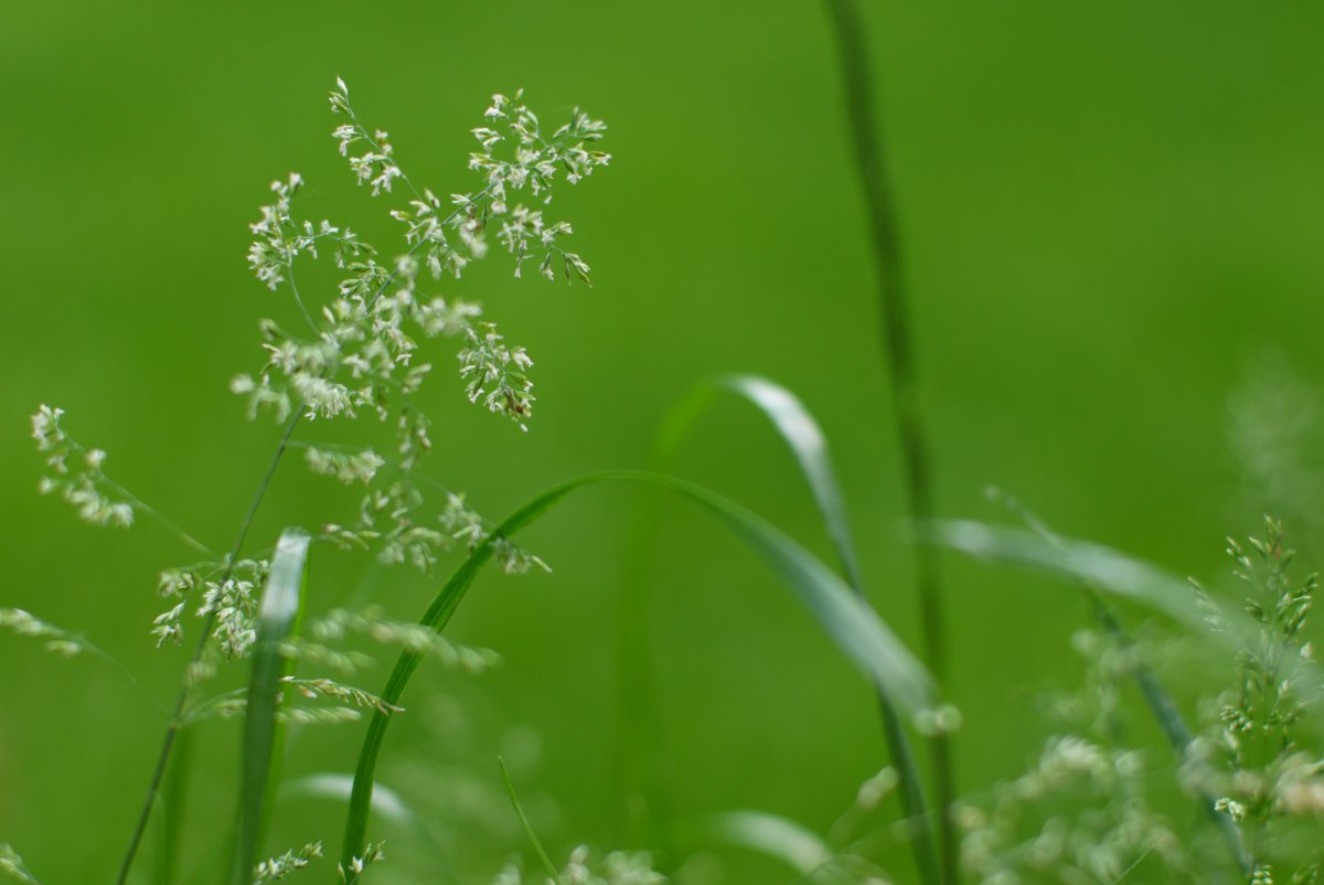 Heel groen