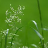 Heel groen
