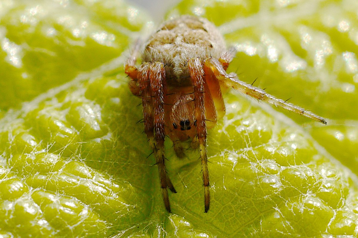 Spinnetje