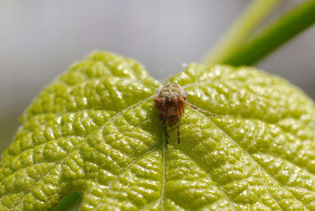 Spinnetje