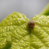 Spinnetje