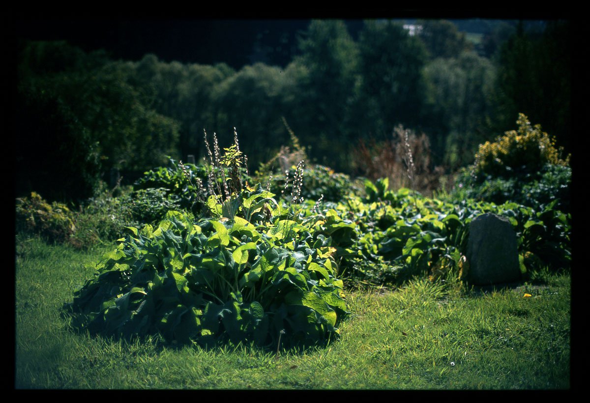 Planten