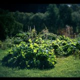Planten
