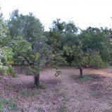 panorama-tuin-chanioti-09250