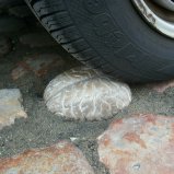 Hersenen op straat in Watou
