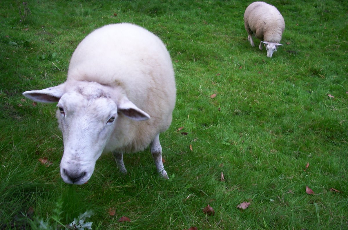 Schaap #01