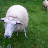 Schaap #01