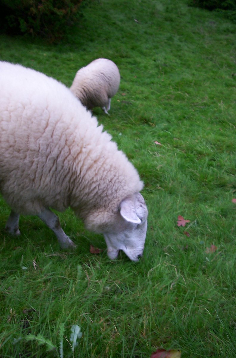 Schaap eet gras