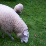 Schaap eet gras