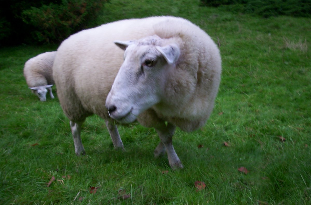Schaap