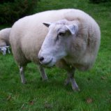 Schaap